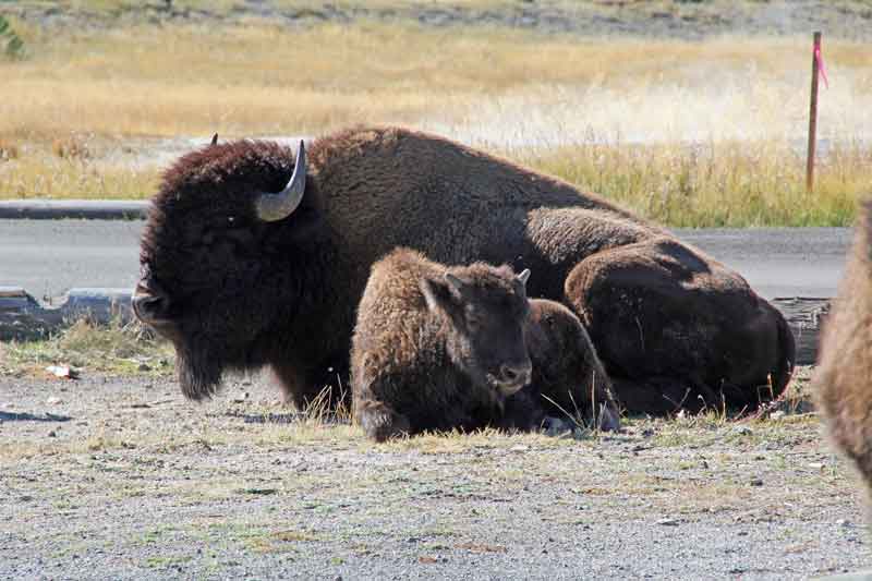 Bild 7 Bisons haben es sich auf dem Parkplatz gemütlich gemacht