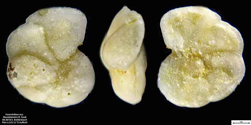 Bild 4 Foraminifere aus einer Sandgrube bei Wendelsheim Gattung: Cibicides sp.