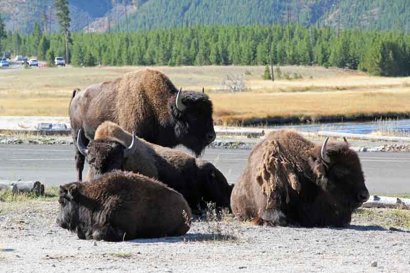 Bild 6 Bisons haben es sich auf dem Parkplatz gemütlich gemacht