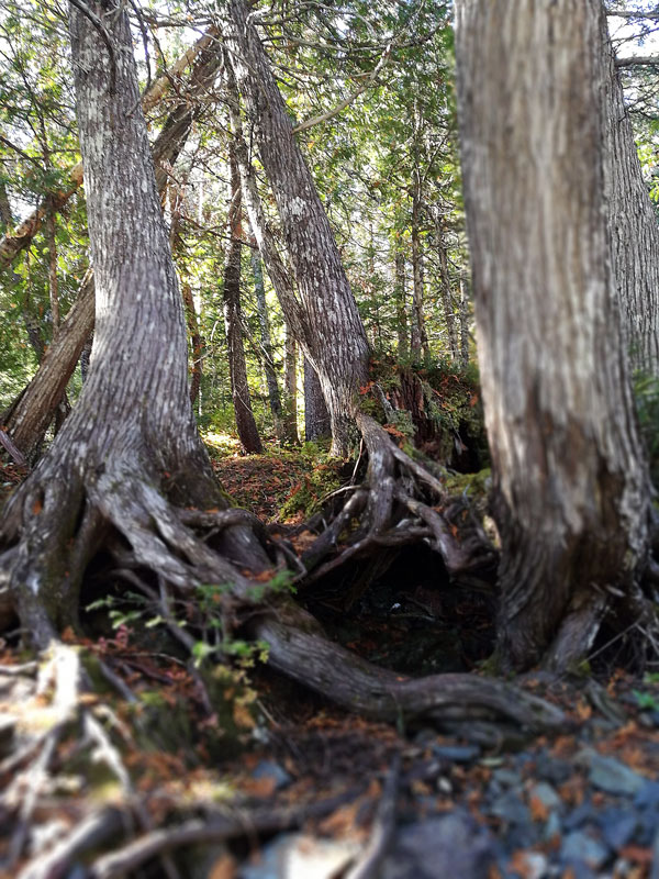 Bild 5 Wanderung am Morgen im Gaspesie Nationalpark