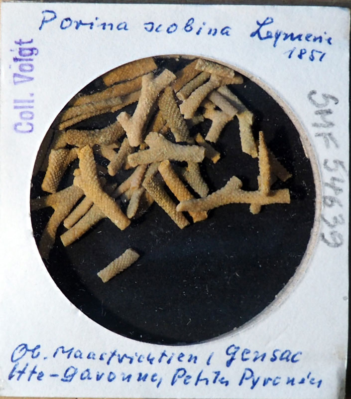 Senckenberg, Bryozoa, Bryozoen, Moostierchen, Sammlung Voigt