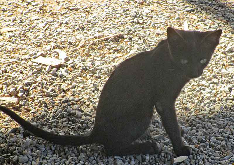 Bild 25 Katze in der Schiffswerft in Sur.