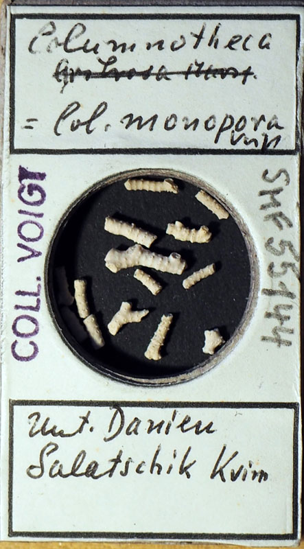 Senckenberg, Bryozoa, Bryozoen, Moostierchen, Sammlung Voigt