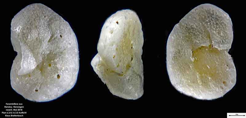 Bild 9 Foraminifere aus Radoy, Norwegen. Art: Cibicides lobatulus (Walker & Jacob, 1798)