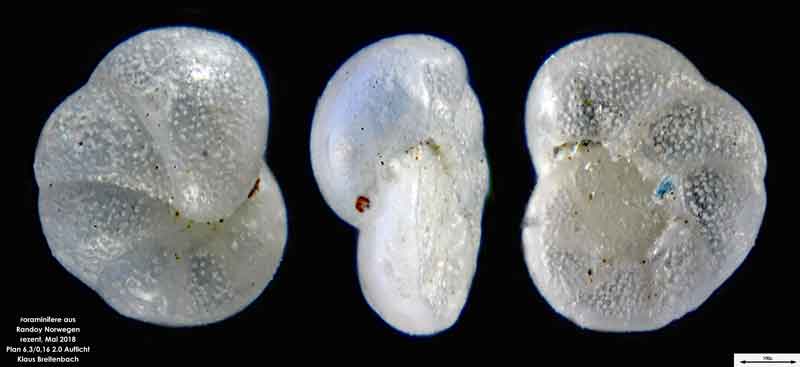 Bild 4 Foraminifere aus Radoy, Norwegen. Art: Cibicides lobatulus (Walker & Jacob, 1798)