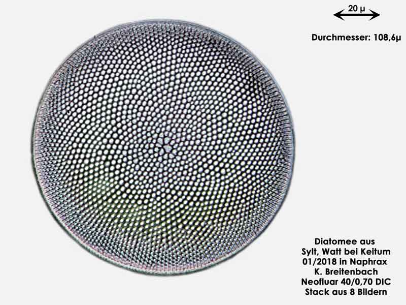 Bild 29 Diatomee aus Sylt/Keitum Watt, Art: Coscinodiscus pavillardii Forti 1922