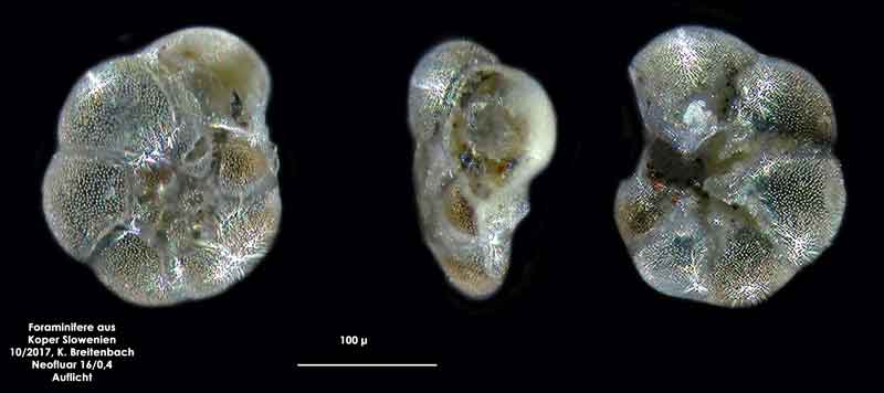 Bild 14 Foraminifere aus Koper/Slowenien Art: spec Haynesina depressula (Walker & Jacob, 1798)