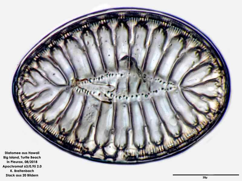 Bild 83 Diatomee aus Hawaii, Big Island, Turtle Beach. Art: Surirella fastuosa (Ehrenberg) Ehrenberg 1843