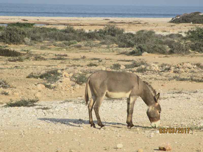 Bild 30 Esel am Meer in Sur