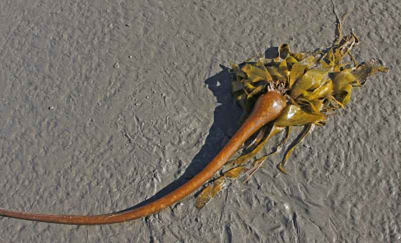 Bild 18 Seetang im Sand