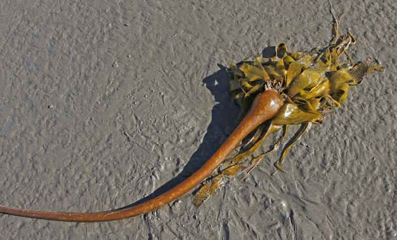 Bild 18 Seetang im Sand