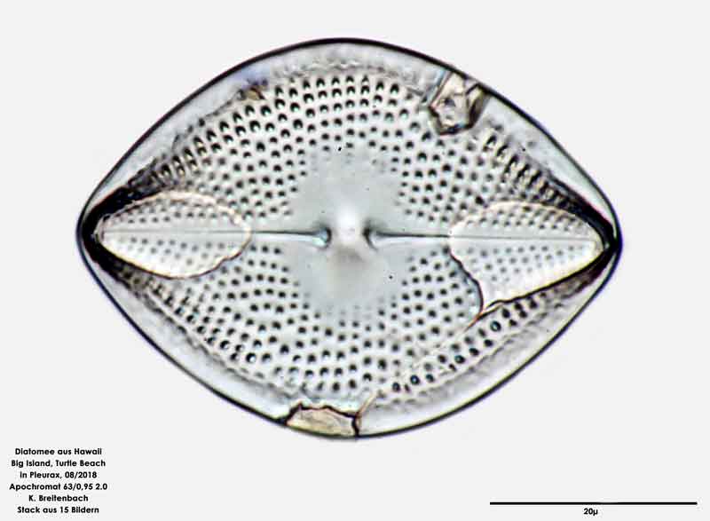 Bild 97 Diatomee aus Hawaii, Big Island, Turtle Beach. Art: Vikingea gibbocalyx (J Brun) Witkowski, Lange-Bertalot & Metzeltin 2000