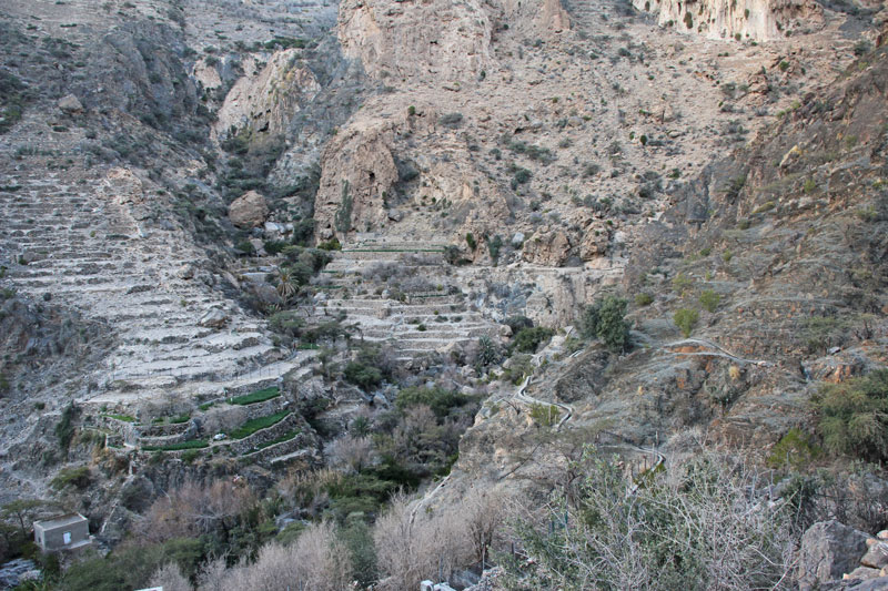 Bild 16 Blick auf die Terassenfelder im Al Jabal Al Akhdar