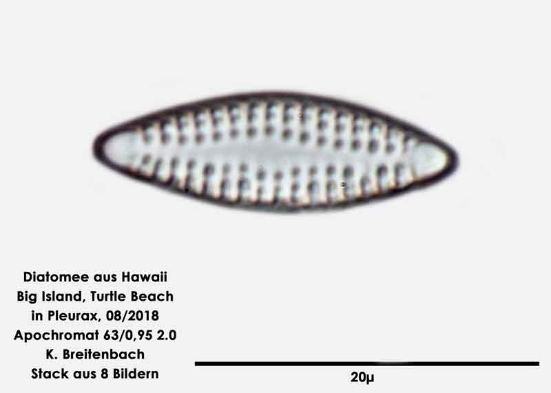 Bild 64 Diatomee aus Hawaii, Big Island, Turtle Beach. Gattung: Opephora spp