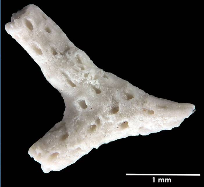 Senckenberg, Bryozoa, Bryozoen, Moostierchen, Sammlung Voigt