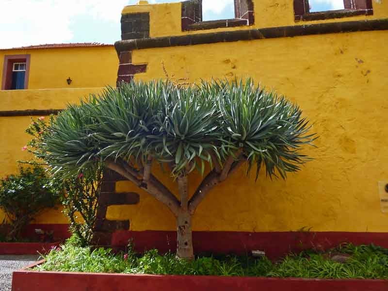 Bild 12 Vor dem alten Fort "Fortaleza de Sao Tiago"