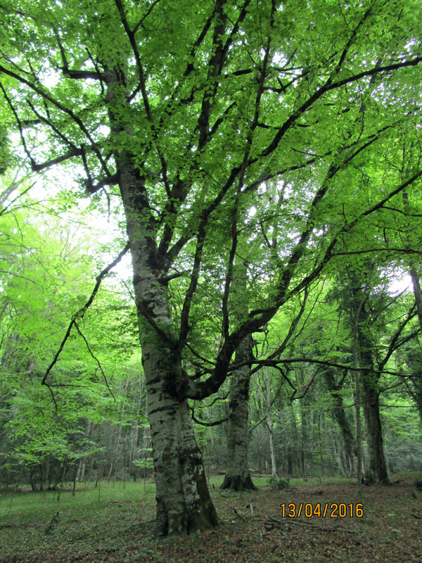 Apulien 2016, Wandern im Nationalpark "Foresta Umbra"