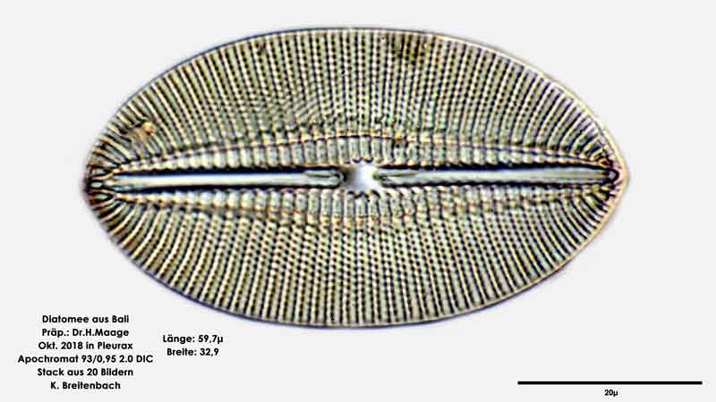 Bild 38 Diatomee aus Bali; Art: cf Diploneis smithii (Brébisson) Cleve 1894