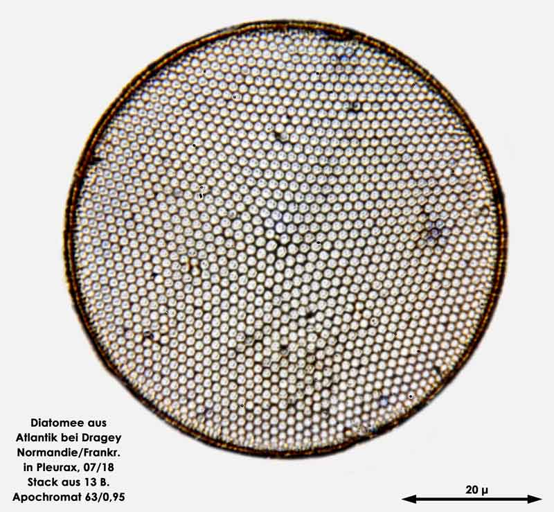 Bild 36 Diatomee aus dem Atlantik bei Draghey de Monton (Normandie). Art: Coscinodiscus radiatus Ehrenberg 1840