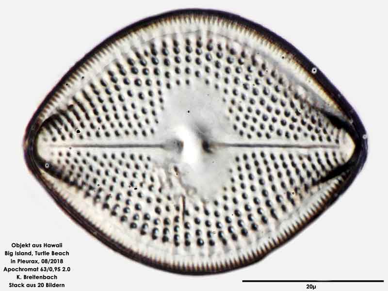 Bild 100 Diatomee aus Hawaii, Big Island, Turtle Beach. Art: Vikingea gibbocalyx (J Brun) Witkowski, Lange-Bertalot & Metzeltin 2000