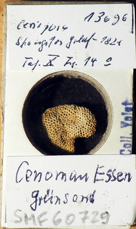 Senckenberg, Bryozoa, Bryozoen, Moostierchen, Sammlung Voigt