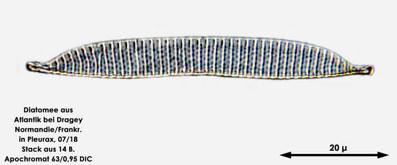 Bild 51 Diatomee aus dem Atlantik bei Draghey de Monton (Normandie). Gattung: Nitzschia sp.