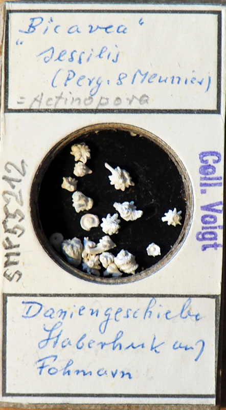 Senckenberg, Bryozoa, Bryozoen, Moostierchen, Sammlung Voigt