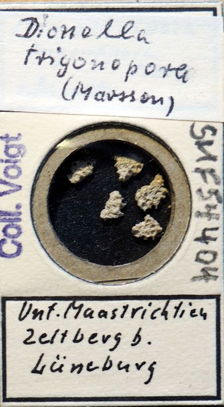 Senckenberg, Bryozoa, Bryozoen, Moostierchen, Sammlung Voigt