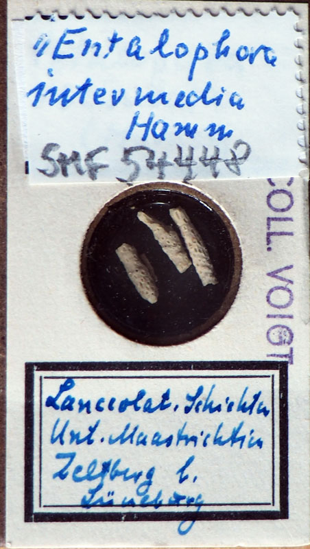 Senckenberg, Bryozoa, Bryozoen, Moostierchen, Sammlung Voigt