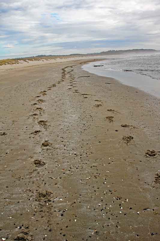 Bild 25 Spuren im Sand am Strand vom South Beach CG