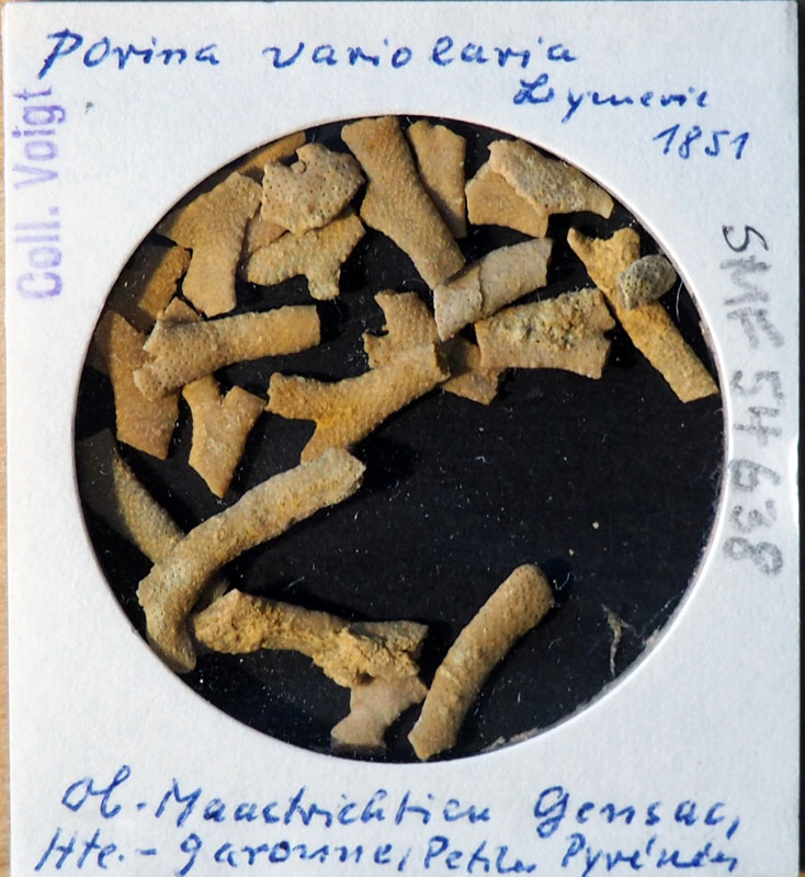 Senckenberg, Bryozoa, Bryozoen, Moostierchen, Sammlung Voigt