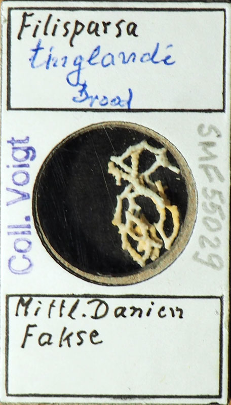 Senckenberg, Bryozoa, Bryozoen, Moostierchen, Sammlung Voigt