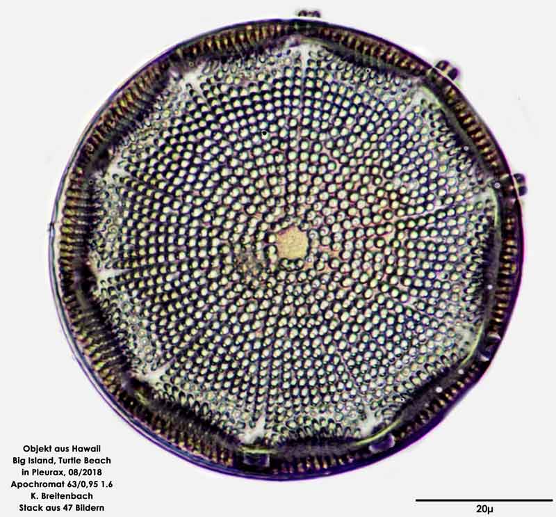 Bild 18 Diatomee aus Hawaii, Big Island, Turtle Beach. Art: Aulacodiscus orientalis Greville 1864