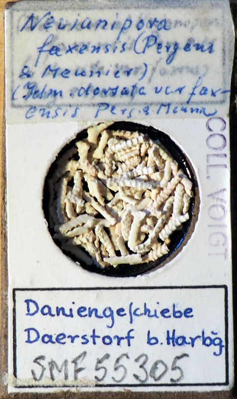 Senckenberg, Bryozoa, Bryozoen, Moostierchen, Sammlung Voigt