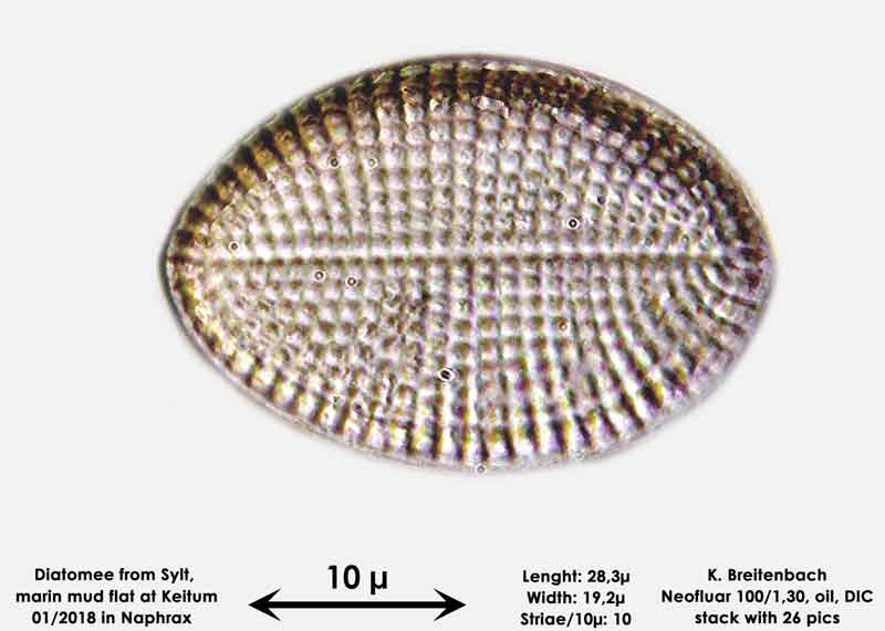 Bild 26a Diatomee aus Sylt/Keitum Watt, Art: Cocconeis scutellum Ehrenberg 1838