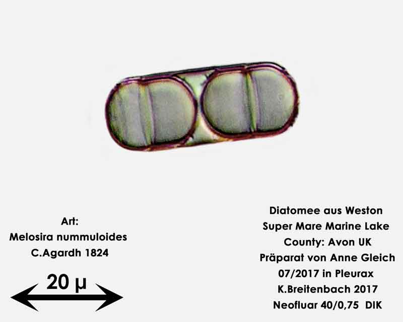 Bild 26 Diatomeen aus Weston Super Mare, UK Art: Melosira nummuloides C.Agardh 1824