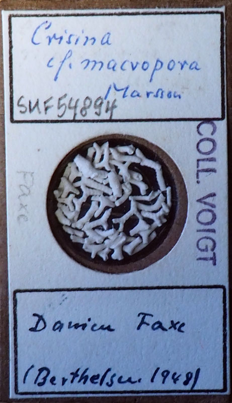 Senckenberg, Bryozoa, Bryozoen, Moostierchen, Sammlung Voigt