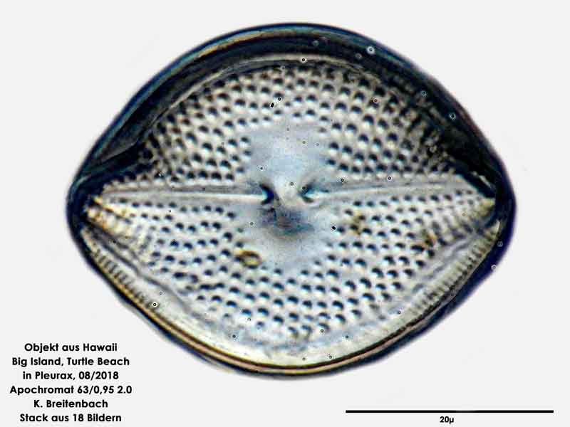 Bild 99 Diatomee aus Hawaii, Big Island, Turtle Beach. Art: Vikingea gibbocalyx (J Brun) Witkowski, Lange-Bertalot & Metzeltin 2000