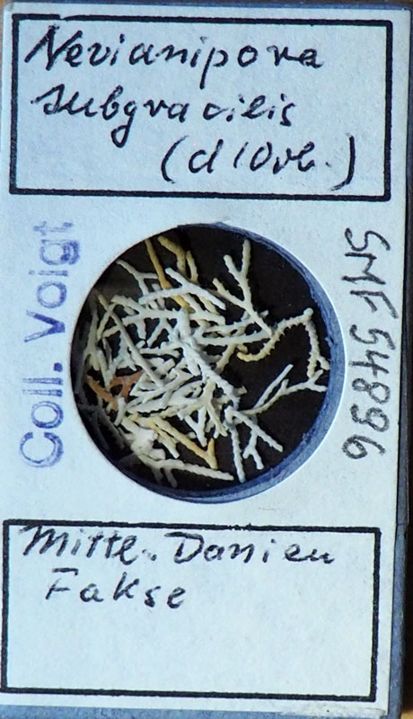 Senckenberg, Bryozoa, Bryozoen, Moostierchen, Sammlung Voigt