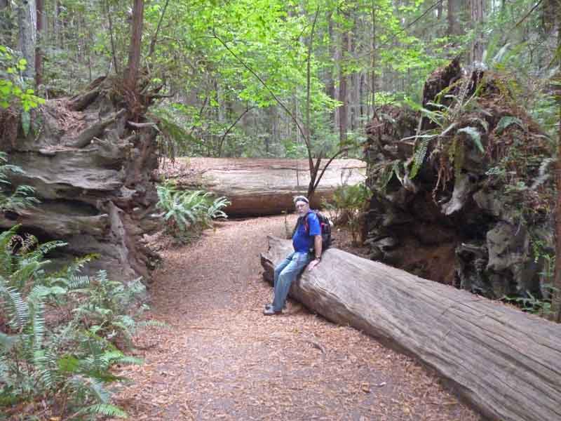 Bild 21 Pause in den Redwoods auf dem Hiouchi Trail