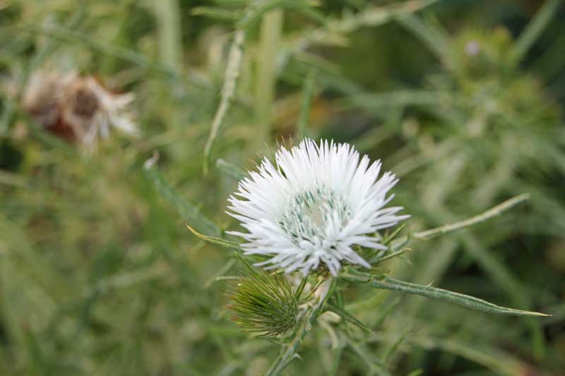 Pflanzen und Blumen in und um die Foresteria Planeta