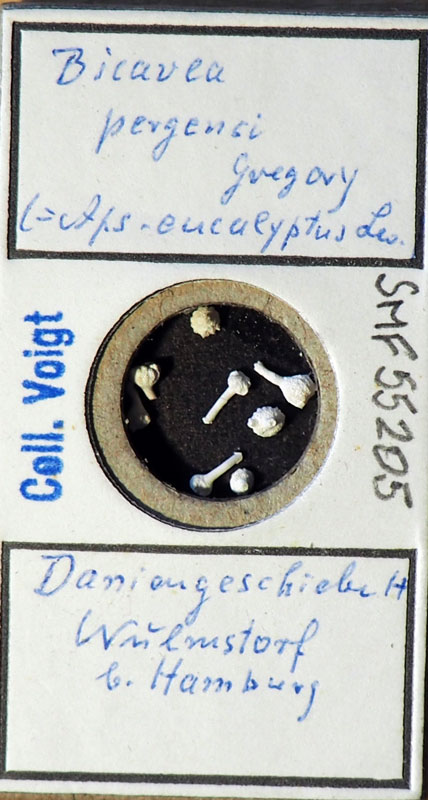 Senckenberg, Bryozoa, Bryozoen, Moostierchen, Sammlung Voigt