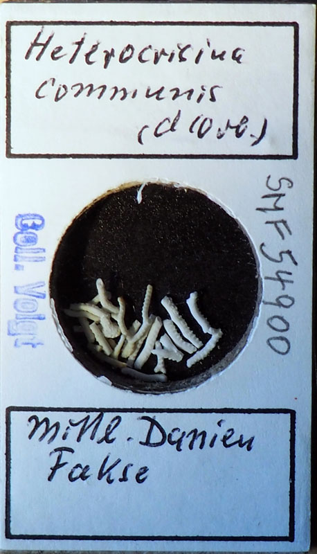 Senckenberg, Bryozoa, Bryozoen, Moostierchen, Sammlung Voigt