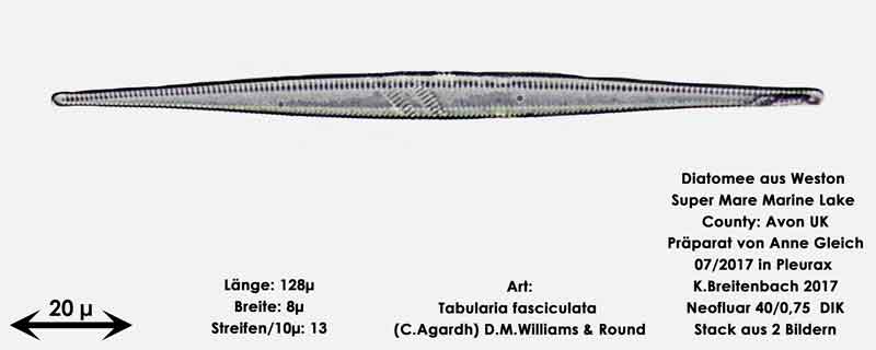 Bild 22 Diatomeen aus Weston Super Mare, UK Art: Tabularia fasciculata (C.Agardh) D.M.Williams & Round