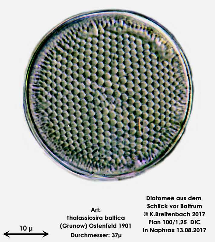 Bild 6 Diatomee aus dem Watt vor Baltrum; Art: Thalassiosira baltica (Grunow) Ostenfeld 1901