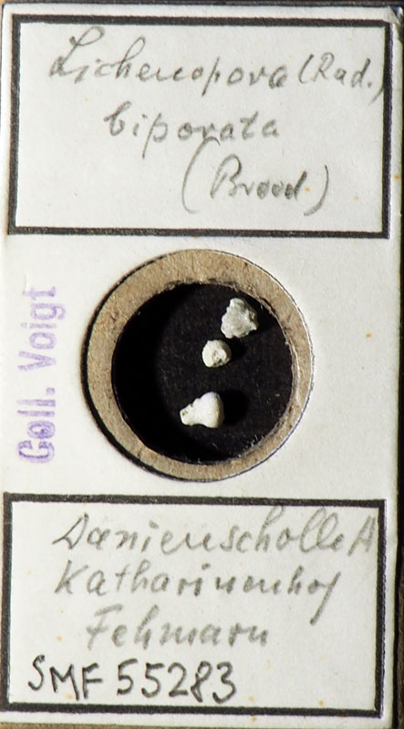 Senckenberg, Bryozoa, Bryozoen, Moostierchen, Sammlung Voigt