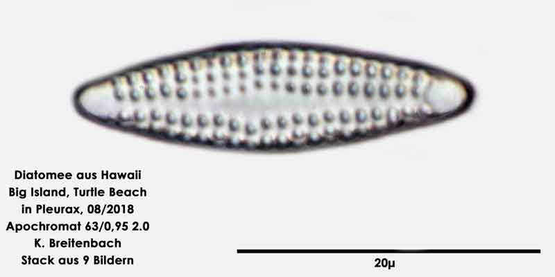 Bild 66 Diatomee aus Hawaii, Big Island, Turtle Beach. Gattung: Opephora spp