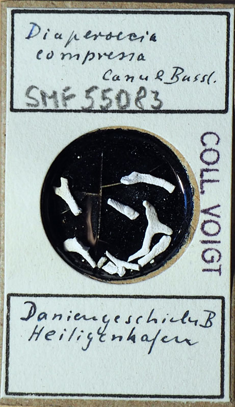 Senckenberg, Bryozoa, Bryozoen, Moostierchen, Sammlung Voigt