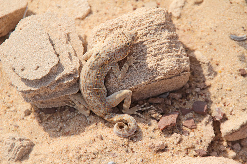 Bild 17 Geckos im Sand