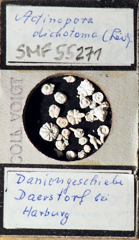 Senckenberg, Bryozoa, Bryozoen, Moostierchen, Sammlung Voigt